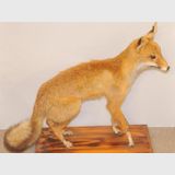 Standing Fox Mount | Period: c1970