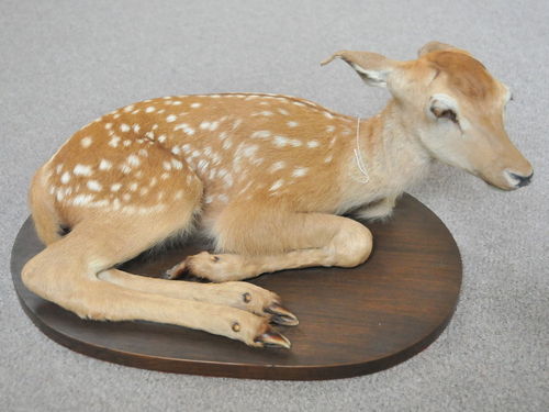 Chital Fawn Mount | Period: c1980 | Make: Terry Jacobs