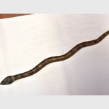 Snake Carving | Period: Early 20th Century | Material: Hardwood