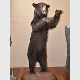 Bear Trophy Mount | Period: c1970 | Material: Black Bear