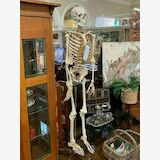 Artificial Human Skeleton | Period: 1980s | Material: Plastic
