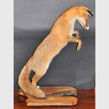 Fox Trophy Mount | Period: 1970s