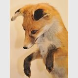 Fox Trophy Mount | Period: 1970s