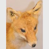 Standing Fox Mount | Period: c1970