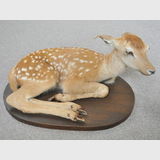 Chital Fawn Mount | Period: c1980 | Make: Terry Jacobs