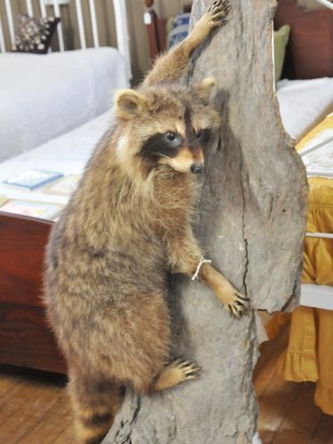 Mounted Raccoon | Period: c1980s