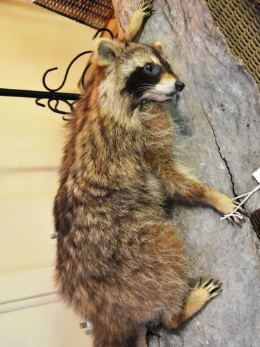 Racoon Mount | Period: c1980s