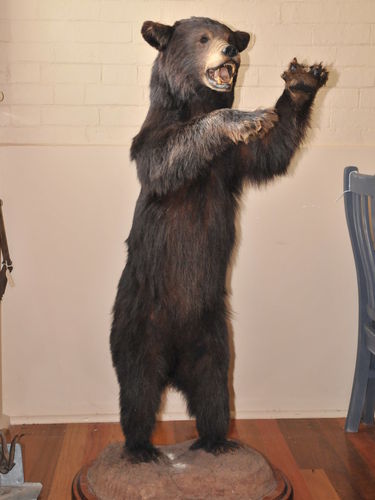 Bear Trophy Mount | Period: c1970 | Material: Black Bear