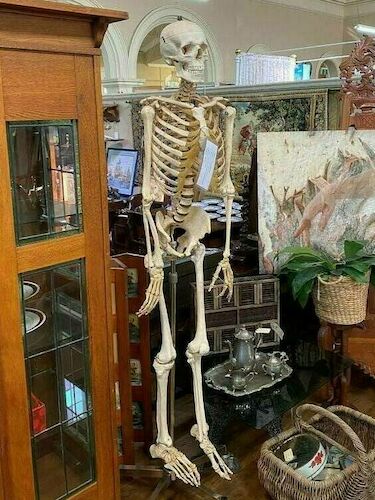 Artificial Human Skeleton | Period: 1980s | Material: Plastic