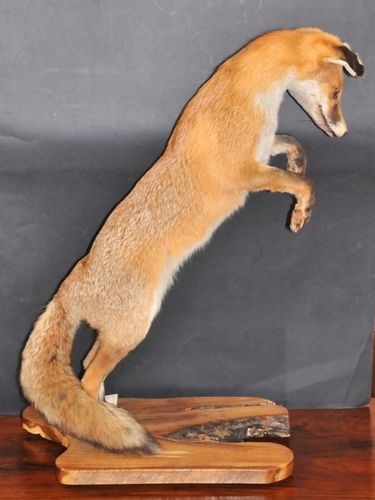 Fox Trophy Mount | Period: 1970s