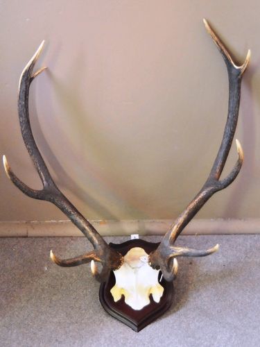 Mounted Deer Antlers Trophy | Period: c1960s | Material: Red Deer Antlers
