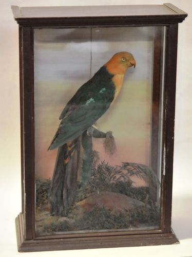 King Parrot | Period: Victorian c1890 | Material: Taxidermied King Parrot in timber case.